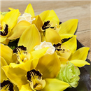 https://bonovo.isisflor.com/fileuploads/Produtos/Composições Florais/thumb__taca_orquideas_02_02.jpg